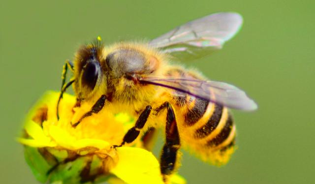 松丹一號(hào)蜂王的后代還能用嗎（如何科學(xué)使用良種蜂王）