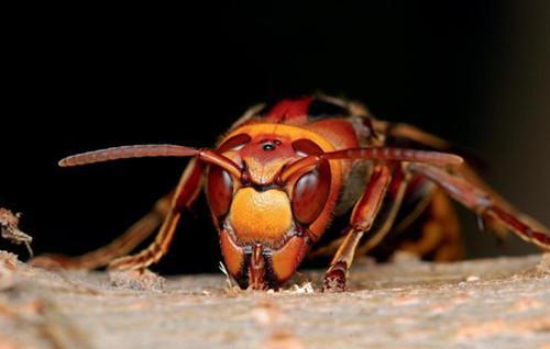 牛角蜂蟄了會不會死人(被牛角蜂蟄了的危險嚴重程度) 牛角蜂蟄了會不會死人(被牛角蜂蟄了的危險嚴重程度)