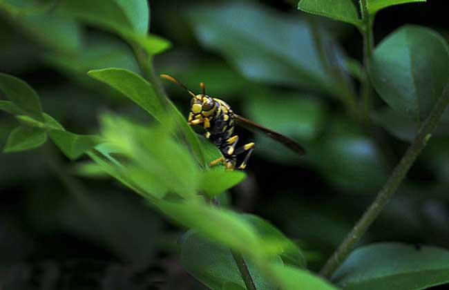 牛角蜂蟄了會不會死人(被牛角蜂蟄了的危險嚴重程度) 牛角蜂蟄了會不會死人(被牛角蜂蟄了的危險嚴重程度)