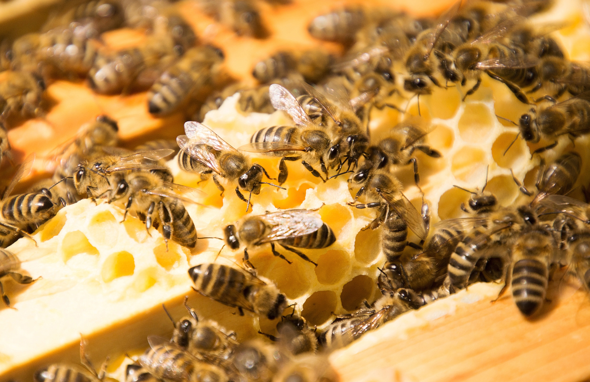 新手養(yǎng)蜂為什么看蜂時(shí)蜜蜂特別兇(蜜蜂很兇是什么原因) 新手養(yǎng)蜂為什么看蜂時(shí)蜜蜂特別兇(蜜蜂很兇是什么原因)