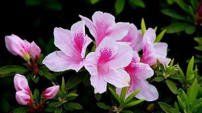 杜鵑花什么時候開花(杜鵑花的開花時間) 杜鵑花什么時候開花(杜鵑花的開花時間)