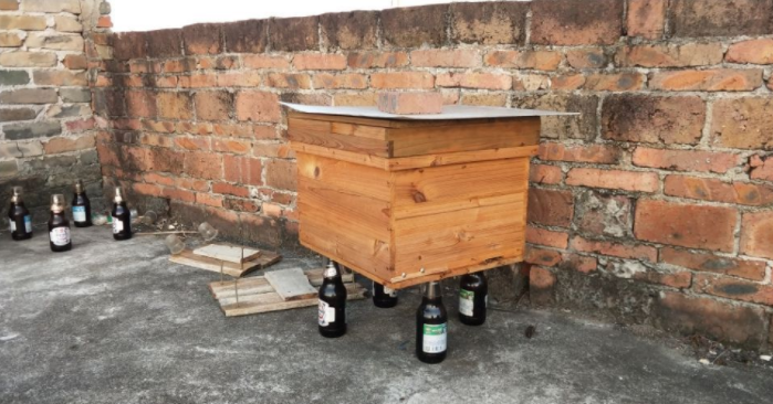 蜂王一年產卵幾次(一只蜂王一年能產幾次卵) 蜂王一年產卵幾次(一只蜂王一年能產幾次卵)