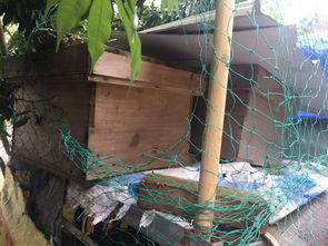 蜂王一年產卵幾次(一只蜂王一年能產幾次卵) 蜂王一年產卵幾次(一只蜂王一年能產幾次卵)