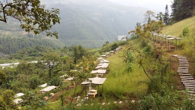 新手養中蜂要掌握哪些技術(沒有經驗養好中蜂的技術要點) 新手養中蜂要掌握哪些技術(沒有經驗養好中蜂的技術要點)