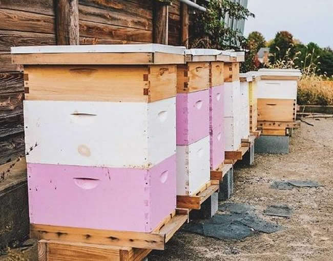 新手養中蜂要掌握哪些技術(沒有經驗養好中蜂的技術要點) 新手養中蜂要掌握哪些技術(沒有經驗養好中蜂的技術要點)