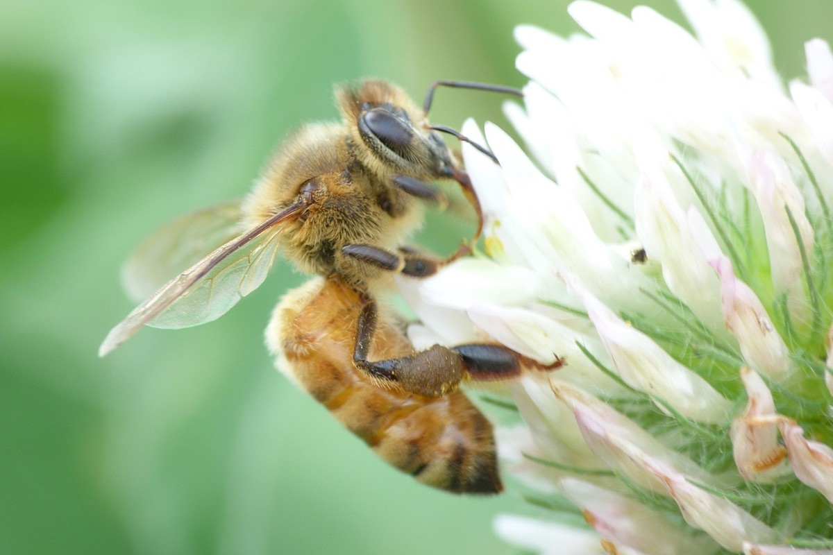 蜜蜂有哪些特點(diǎn)和特征（蜜蜂的特征知識）