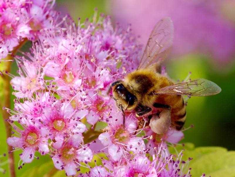 蜜蜂有哪些特點(diǎn)和特征（蜜蜂的特征知識）