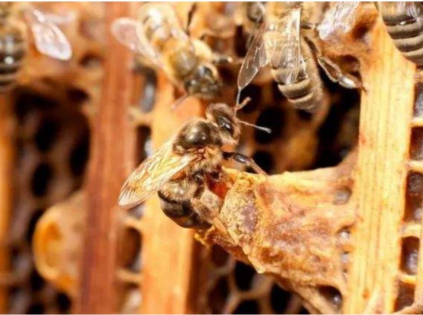 急造王臺幾天能出蜂王幾天產(chǎn)卵(新蜂王從出王臺到產(chǎn)卵需要多少天) 急造王臺幾天能出蜂王幾天產(chǎn)卵(新蜂王從出王臺到產(chǎn)卵需要多少天)