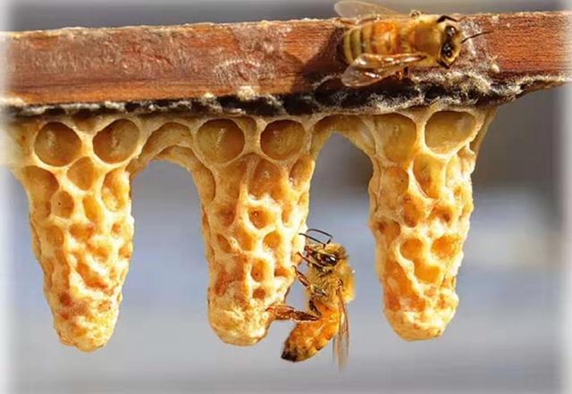 急造王臺幾天能出蜂王幾天產(chǎn)卵(新蜂王從出王臺到產(chǎn)卵需要多少天) 急造王臺幾天能出蜂王幾天產(chǎn)卵(新蜂王從出王臺到產(chǎn)卵需要多少天)