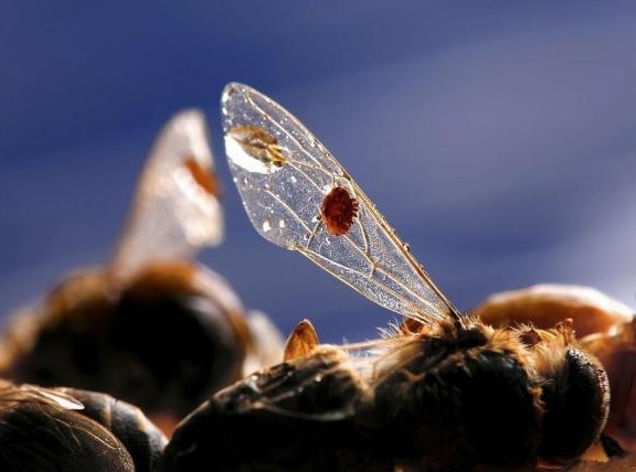 被蜂螨感染的蜜蜂能活多久(蜂螨的壽命有長) 被蜂螨感染的蜜蜂能活多久(蜂螨的壽命有長)