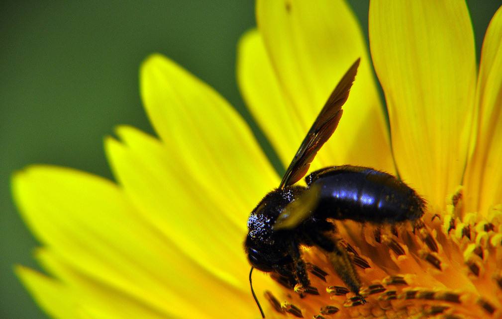 蜜蜂是怎樣采蜜的 蜜蜂是怎樣采蜜的