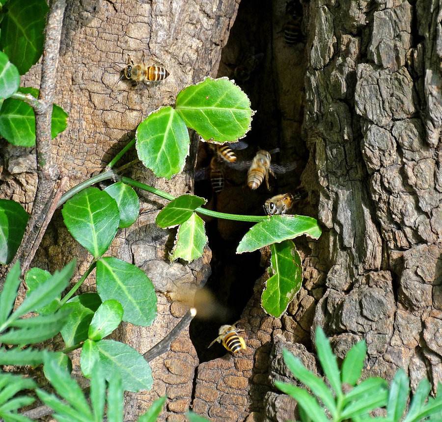 如何用空蜂箱吸引蜜蜂? 如何用空蜂箱吸引蜜蜂?