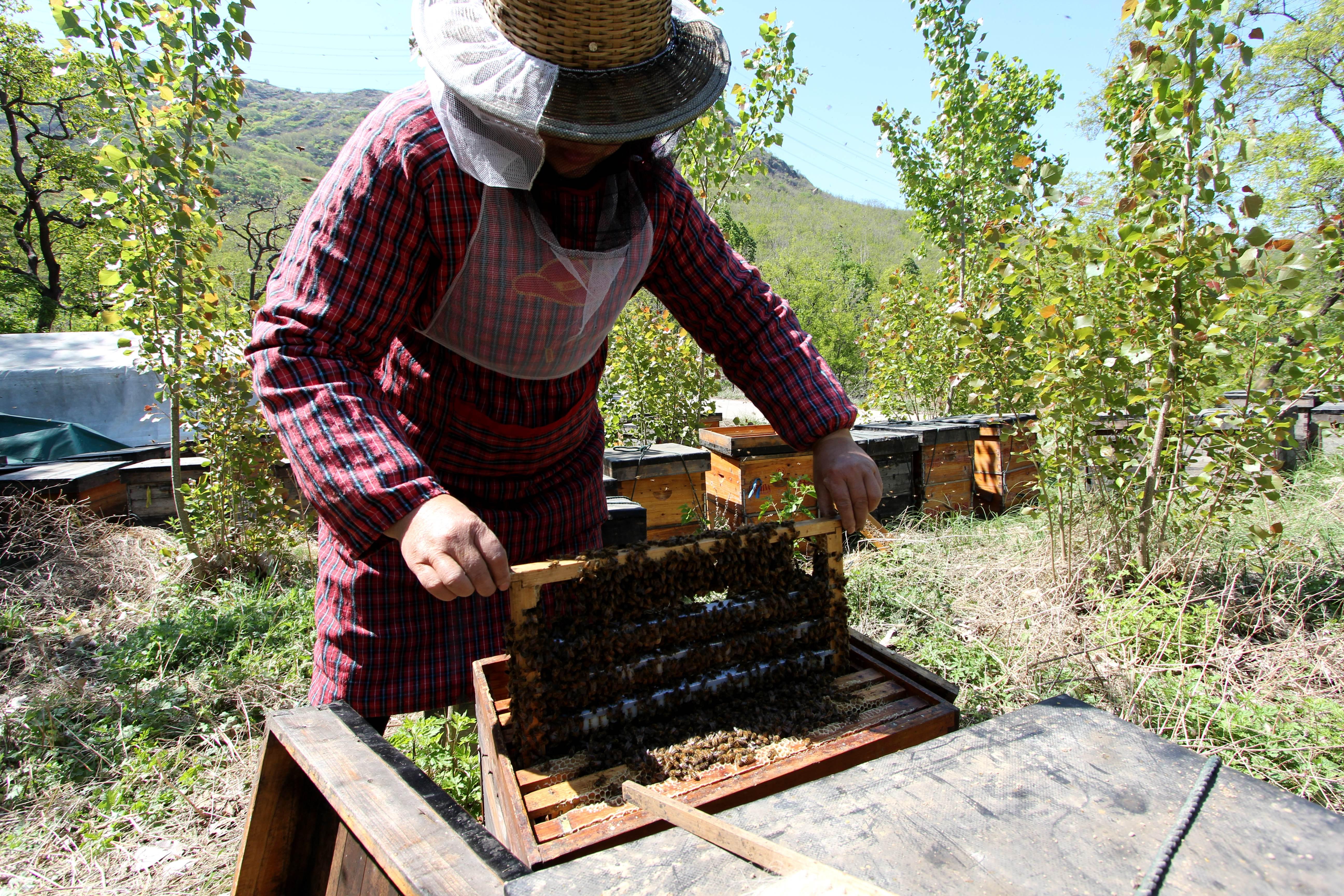 蜜蜂最怕什么藥會死亡呢