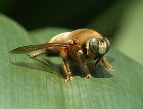 熊蜂中工蜂和雄蜂的區別是什么(雄蜂和工蜂的區別) 熊蜂中工蜂和雄蜂的區別是什么(雄蜂和工蜂的區別)