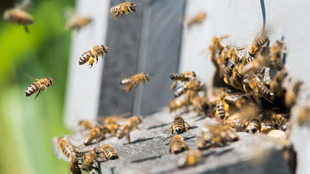 蜂王不產卵工蜂不出勤是什么原因(外界有蜜源,蜂王不產卵,工蜂不采蜜,飼喂不存蜜是什么問題) 蜂王不產卵工蜂不出勤是什么原因(外界有蜜源,蜂王不產卵,工蜂不采蜜,飼喂不存蜜是什么問題)