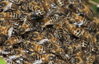 蜂王不產卵工蜂不出勤是什么原因(外界有蜜源,蜂王不產卵,工蜂不采蜜,飼喂不存蜜是什么問題) 蜂王不產卵工蜂不出勤是什么原因(外界有蜜源,蜂王不產卵,工蜂不采蜜,飼喂不存蜜是什么問題)