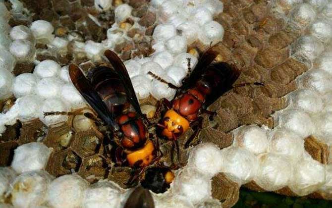 土甲蜂有多大(土甲蜂的體型尺寸) 土甲蜂有多大(土甲蜂的體型尺寸)
