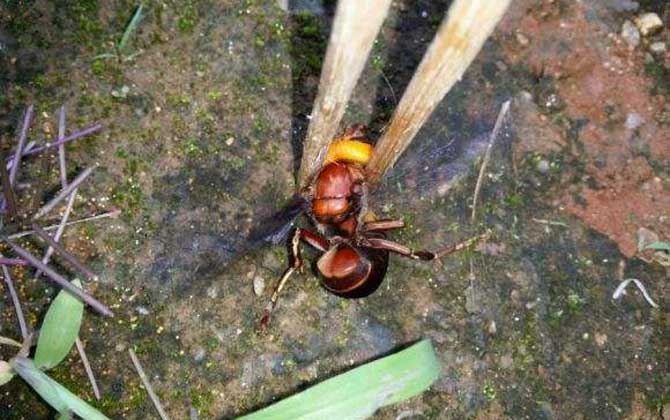 土甲蜂有多大(土甲蜂的體型尺寸) 土甲蜂有多大(土甲蜂的體型尺寸)