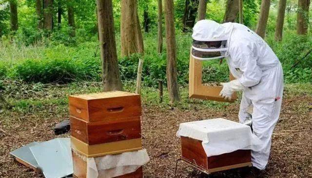 養(yǎng)蜂場(chǎng)一般規(guī)模多大(多大面積養(yǎng)一群蜂合適) 養(yǎng)蜂場(chǎng)一般規(guī)模多大(多大面積養(yǎng)一群蜂合適)