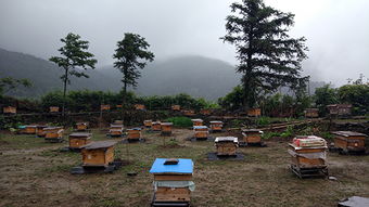 養(yǎng)蜂場(chǎng)一般規(guī)模多大(多大面積養(yǎng)一群蜂合適) 養(yǎng)蜂場(chǎng)一般規(guī)模多大(多大面積養(yǎng)一群蜂合適)