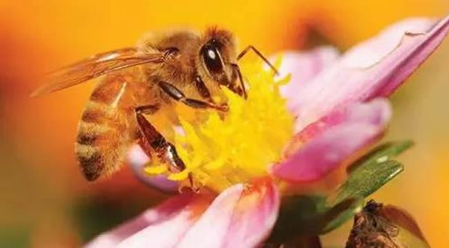 如何讓工蜂停止產卵? 如何讓工蜂停止產卵?