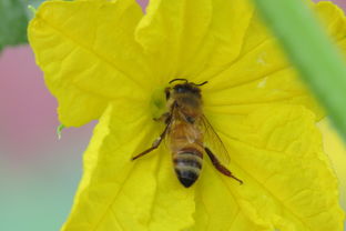 阿壩中蜂王個頭大?。ㄔ趺幢鎰e中蜂阿壩王）