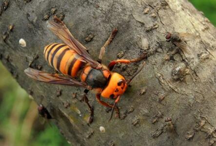 金環胡蜂多少錢一只？