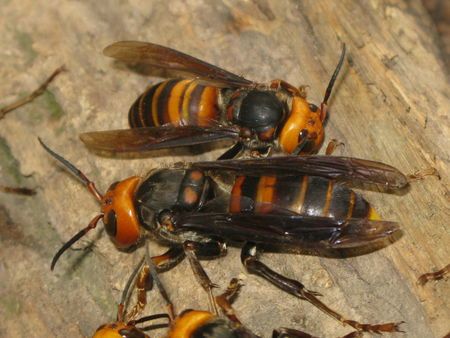 金環胡蜂多少錢一只？