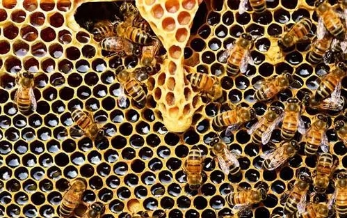 急造王臺留幾個(gè)最好（急造王臺選擇留什么王最好）