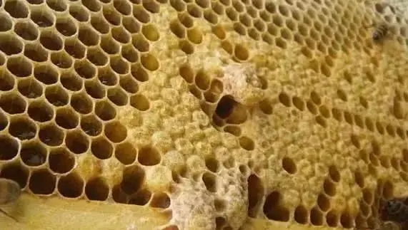 急造王臺留幾個(gè)最好（急造王臺選擇留什么王最好）