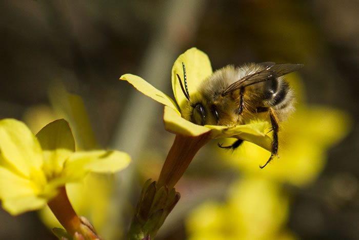 殺蜂螨的最好方法有哪些? 殺蜂螨的最好方法有哪些?