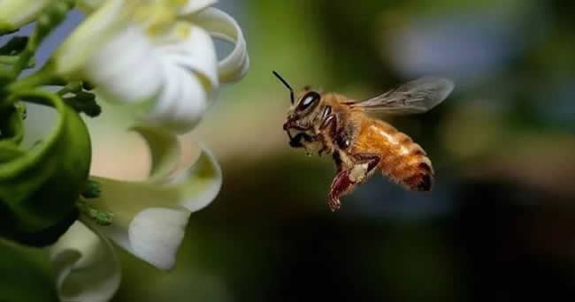怎樣分辨雄蜂？