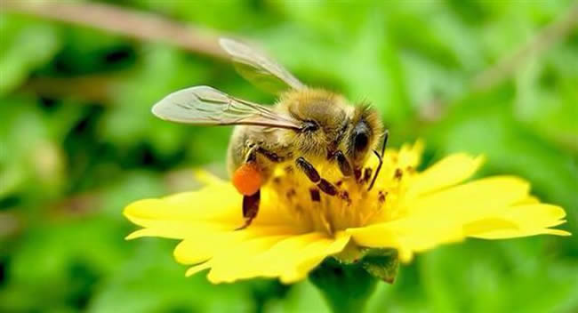 怎樣分辨雄蜂？