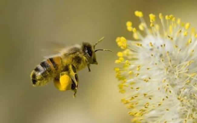 怎樣分辨雄蜂？