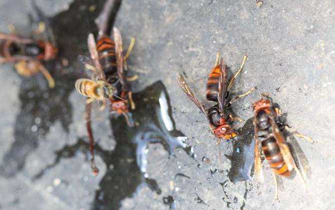 黃腳虎頭蜂有毒嗎(黃腳虎頭蜂毒性大嗎) 黃腳虎頭蜂有毒嗎(黃腳虎頭蜂毒性大嗎)