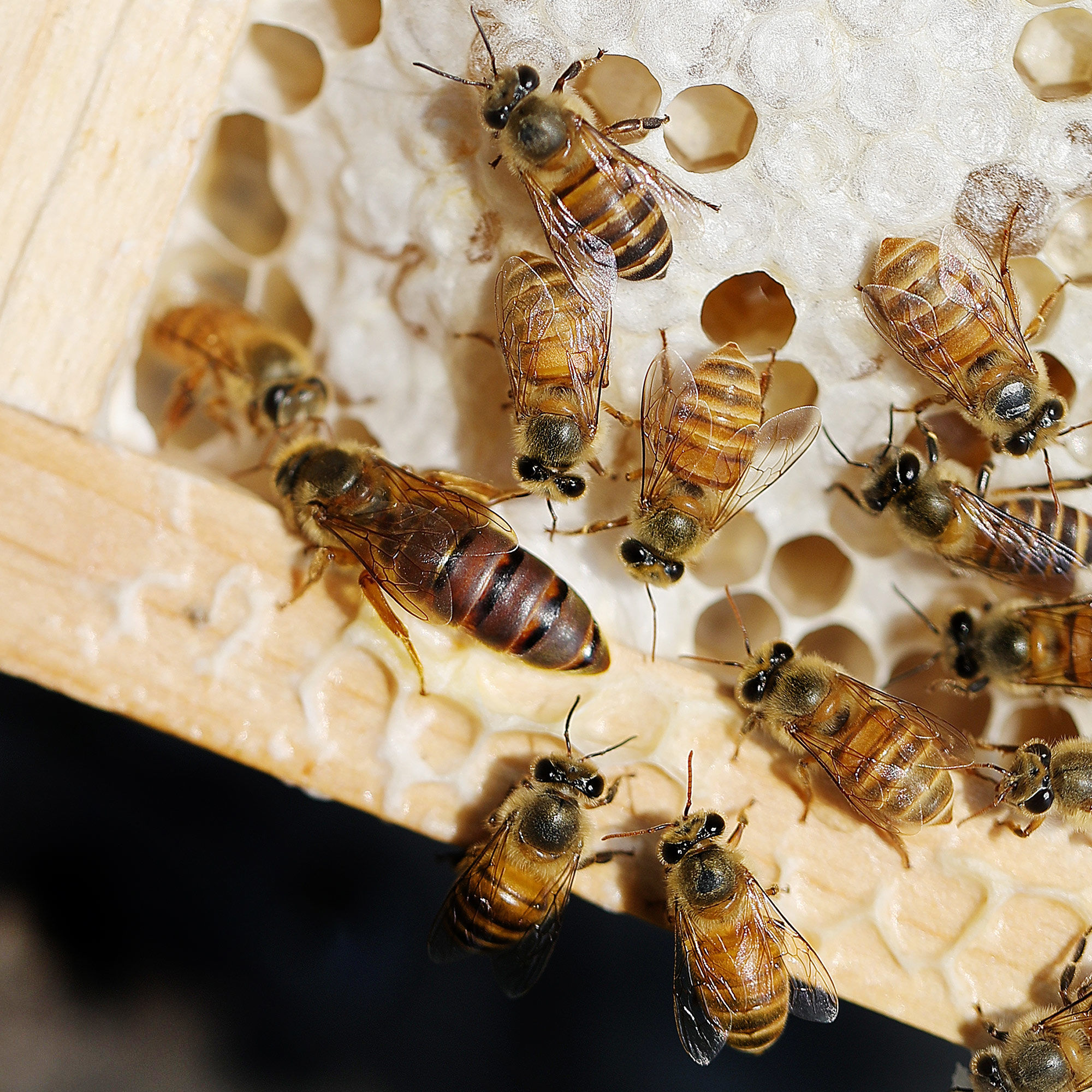 在大蜂場搖蜜是白天搖還是晚上搖（搖蜂蜜最好的時(shí)間）