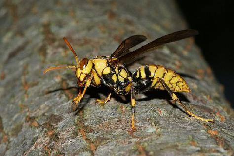 中國(guó)大虎頭蜂的生活習(xí)性(虎頭蜂的棲息環(huán)境）