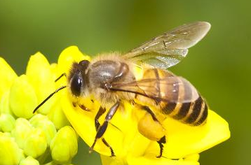 中國(guó)大虎頭蜂的生活習(xí)性(虎頭蜂的棲息環(huán)境）