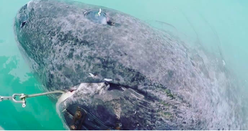 為什么這種鯊魚要活到156歲才可以交配 活到156歲才可交配,因?yàn)樘珣袨榱顺燥栵垼鼈儷I(xiàn)祭了自己眼睛