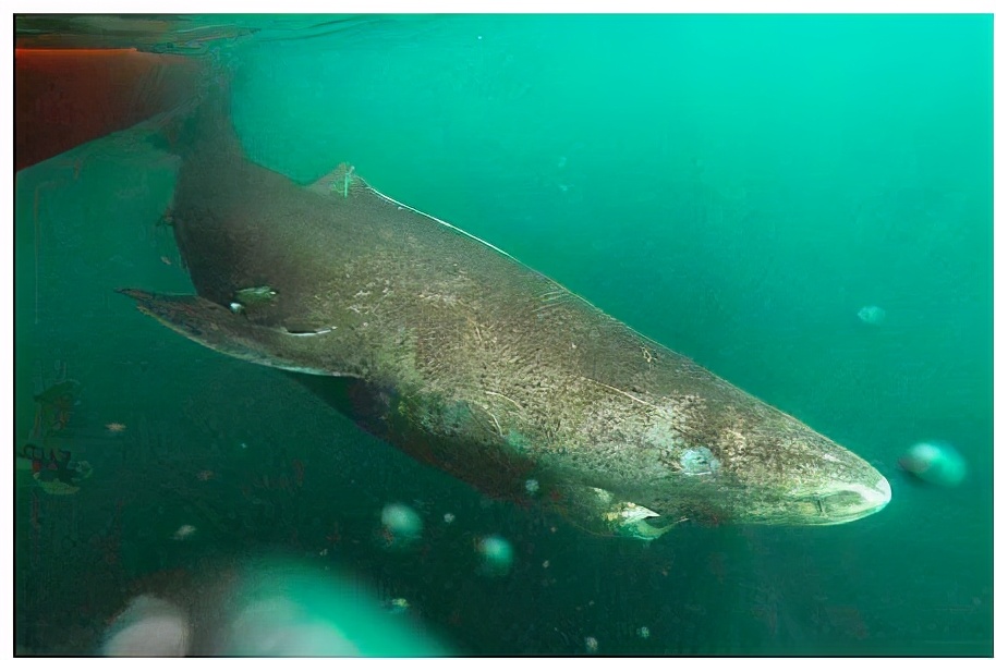 為什么這種鯊魚要活到156歲才可以交配 活到156歲才可交配,因?yàn)樘珣袨榱顺燥栵垼鼈儷I(xiàn)祭了自己眼睛