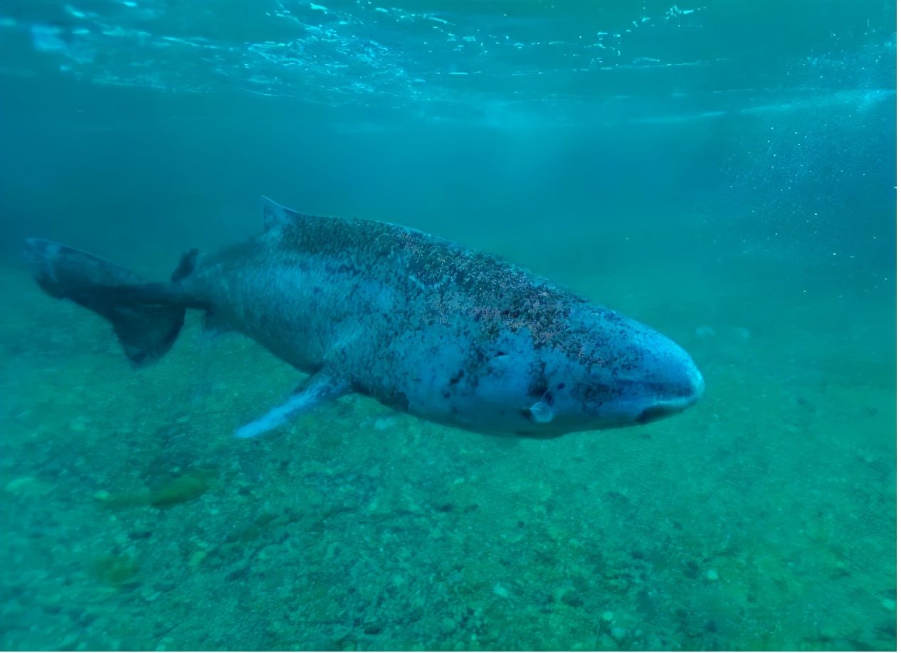 為什么這種鯊魚要活到156歲才可以交配 活到156歲才可交配,因?yàn)樘珣袨榱顺燥栵垼鼈儷I(xiàn)祭了自己眼睛