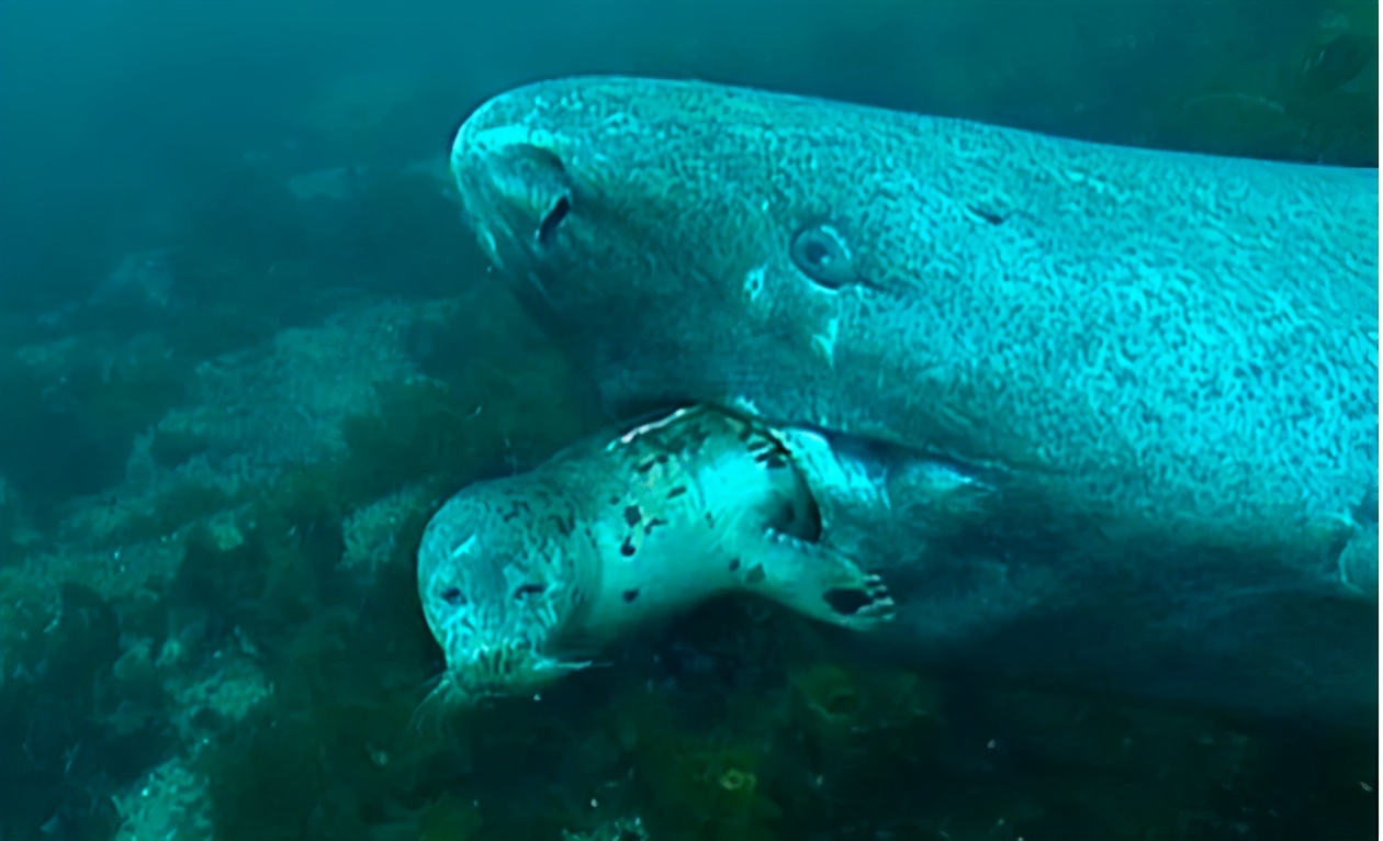 為什么這種鯊魚要活到156歲才可以交配 活到156歲才可交配,因?yàn)樘珣袨榱顺燥栵垼鼈儷I(xiàn)祭了自己眼睛