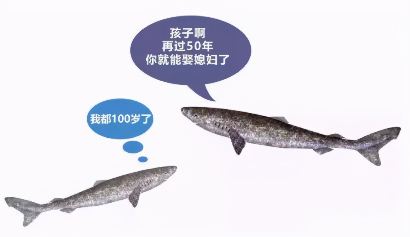 為什么這種鯊魚要活到156歲才可以交配 活到156歲才可交配,因?yàn)樘珣袨榱顺燥栵垼鼈儷I(xiàn)祭了自己眼睛