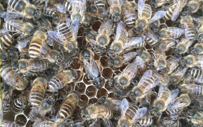 中蜂阿壩王對氣候有什么要求(阿壩中蜂是不是不耐熱) 中蜂阿壩王對氣候有什么要求(阿壩中蜂是不是不耐熱)