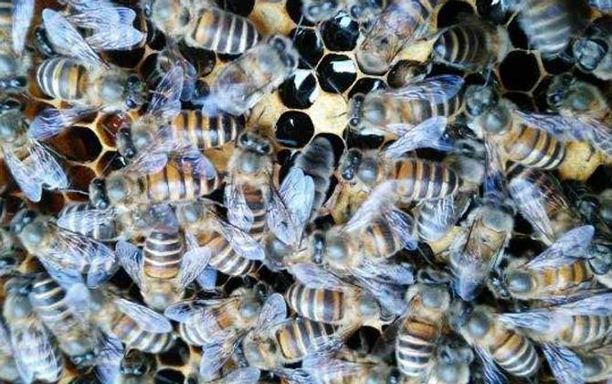 中蜂阿壩王對氣候有什么要求(阿壩中蜂是不是不耐熱) 中蜂阿壩王對氣候有什么要求(阿壩中蜂是不是不耐熱)