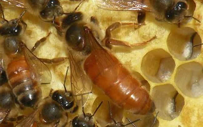 如何快速找蜂王? 如何快速找蜂王?