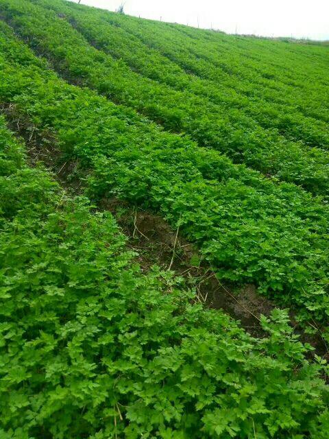 當(dāng)歸植物有蜜嗎(當(dāng)歸花開花有蜜嗎) 當(dāng)歸植物有蜜嗎(當(dāng)歸花開花有蜜嗎)