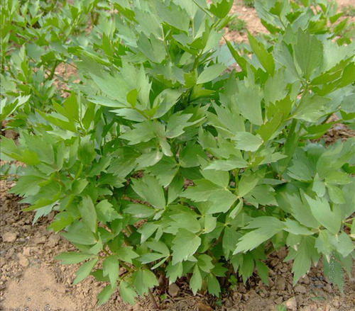 當(dāng)歸植物有蜜嗎(當(dāng)歸花開花有蜜嗎) 當(dāng)歸植物有蜜嗎(當(dāng)歸花開花有蜜嗎)