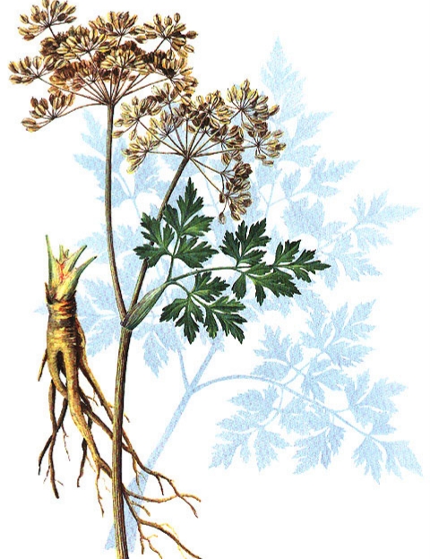 當(dāng)歸植物有蜜嗎(當(dāng)歸花開花有蜜嗎) 當(dāng)歸植物有蜜嗎(當(dāng)歸花開花有蜜嗎)