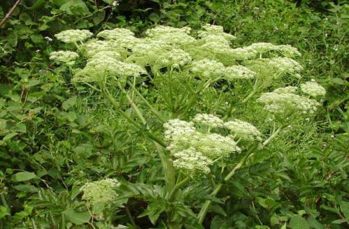 當(dāng)歸植物有蜜嗎(當(dāng)歸花開花有蜜嗎) 當(dāng)歸植物有蜜嗎(當(dāng)歸花開花有蜜嗎)